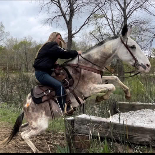 The horse world has a judging problem